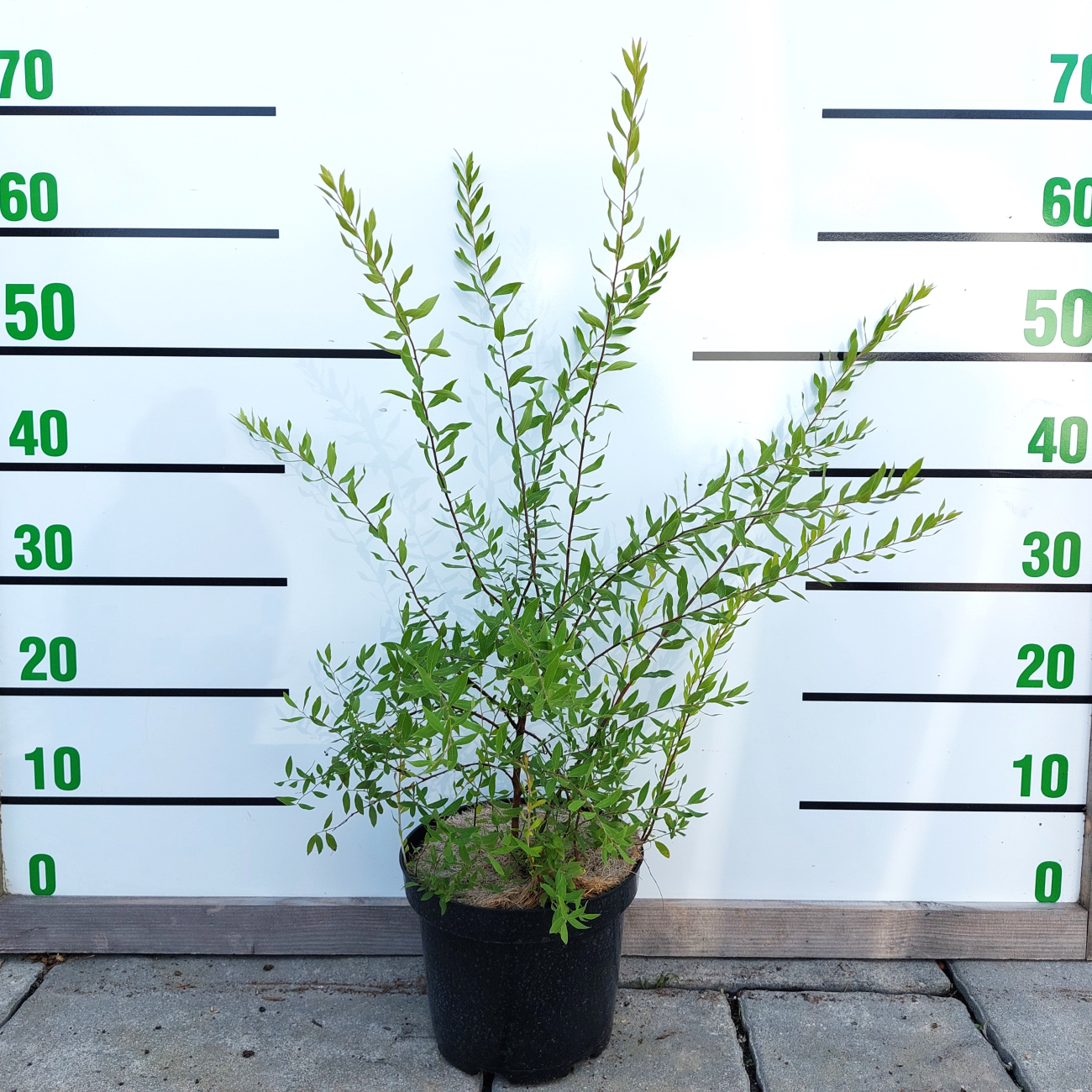 Obrázok Tavoľník sivý (Spiraea × cinerea) ´GREFSHEIM´ - výška 20-40 cm, kont. C3L